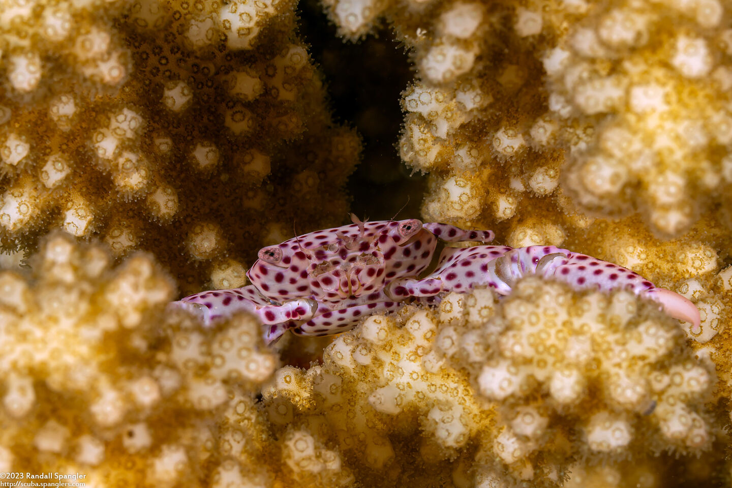 Trapezia tigrina (Red-Spotted Guard Crab)
