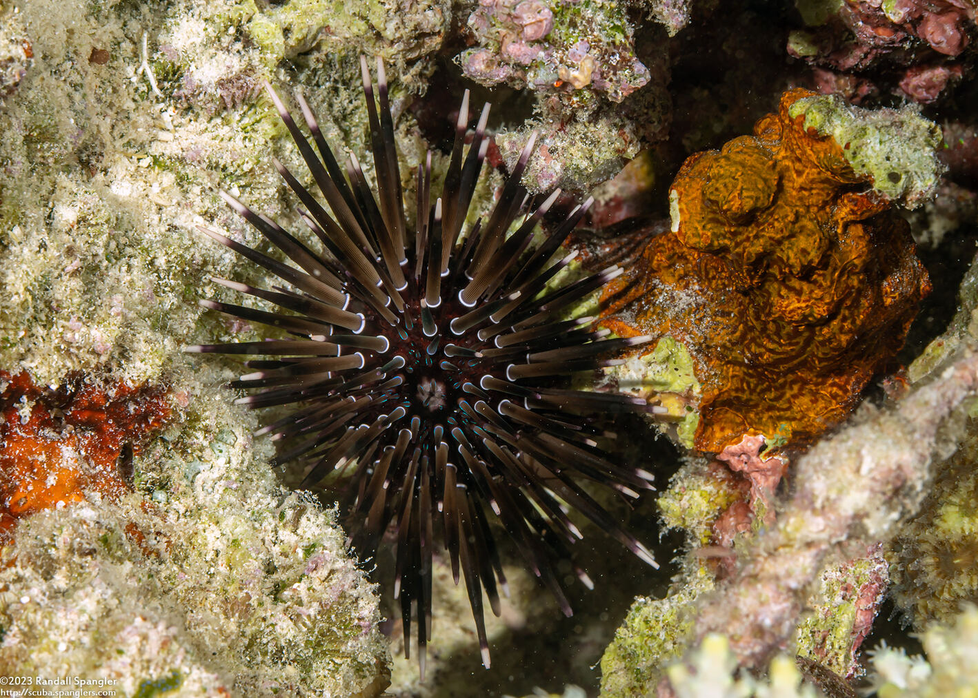 Echinometra mathaei (Rock-Boring Urchin)