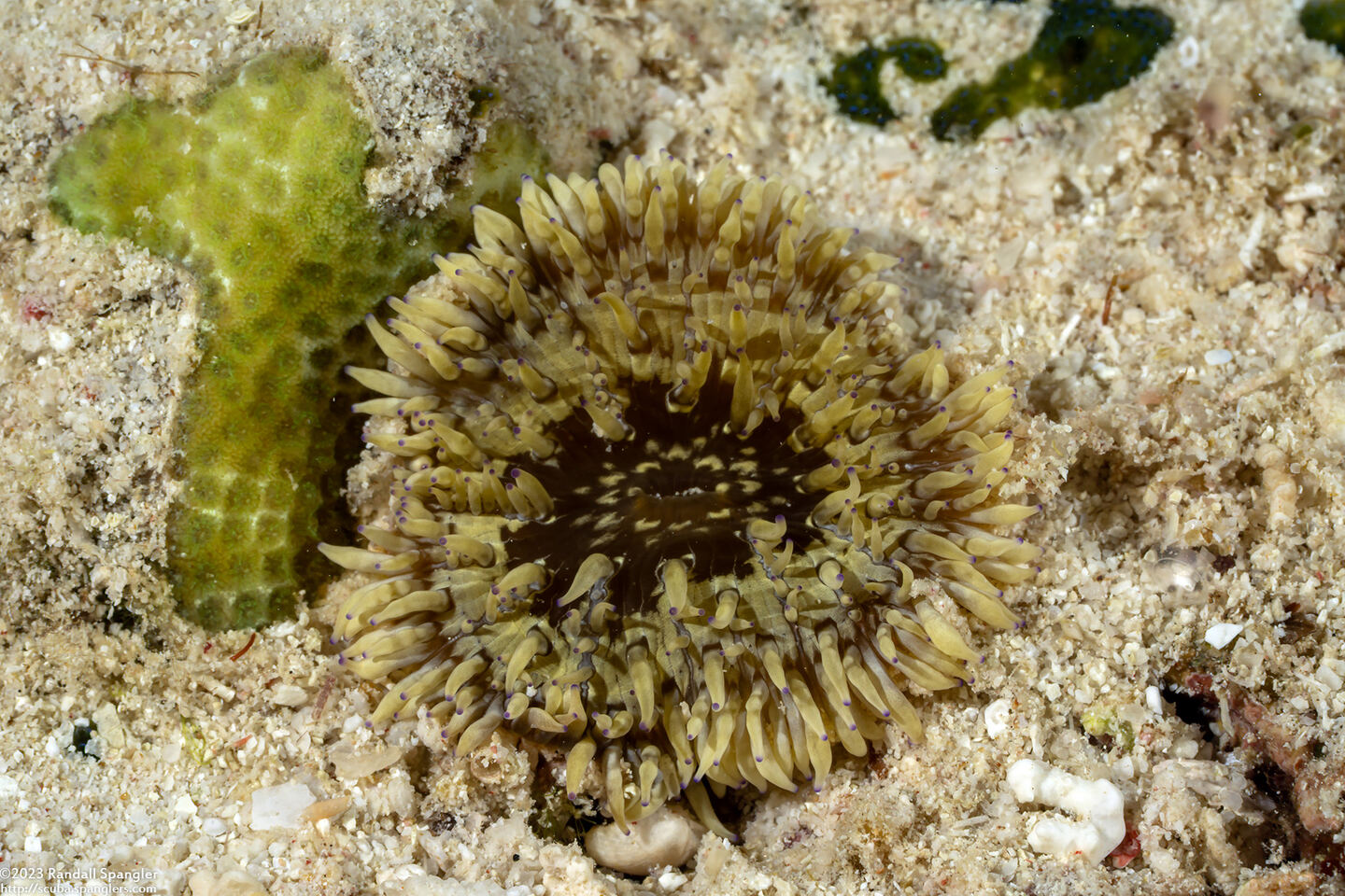 Heteractis malu (Delicate Sea Anemone)