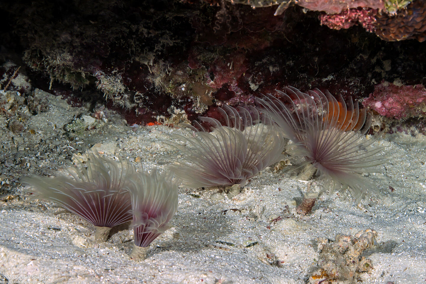 Bispira sp.2 (Bispira sp.2)