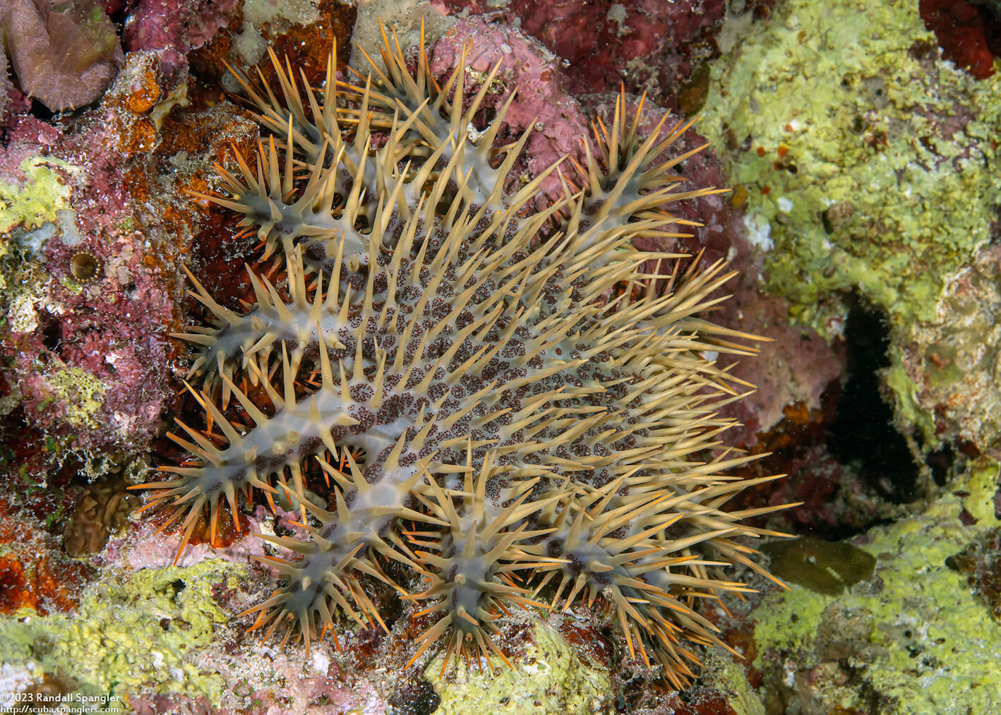 Acanthaster solaris (Crown-of-Thorns Star)