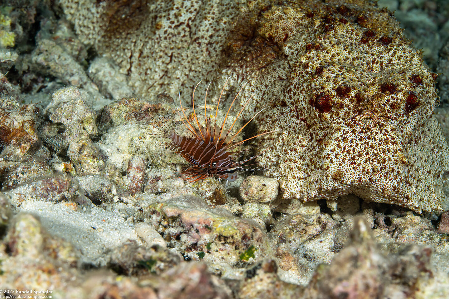 Pterois antennata (Spotfin Lionfish); Tiny lionfish next to sea cucumber