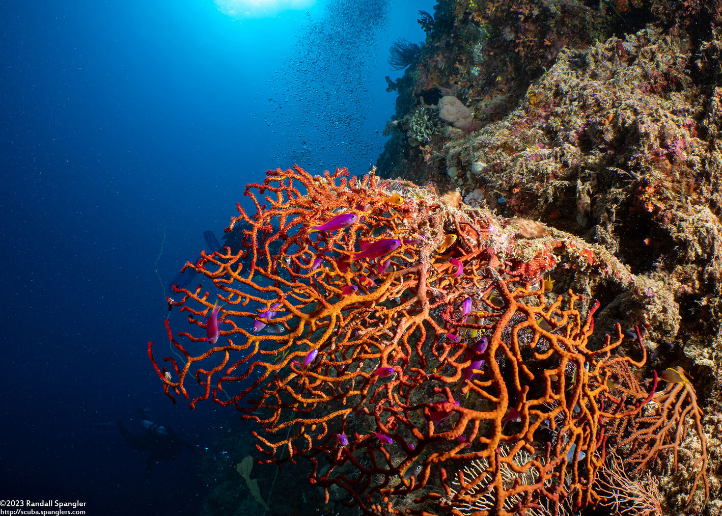 Melithaea sp.2 (Knotted Fan Coral)
