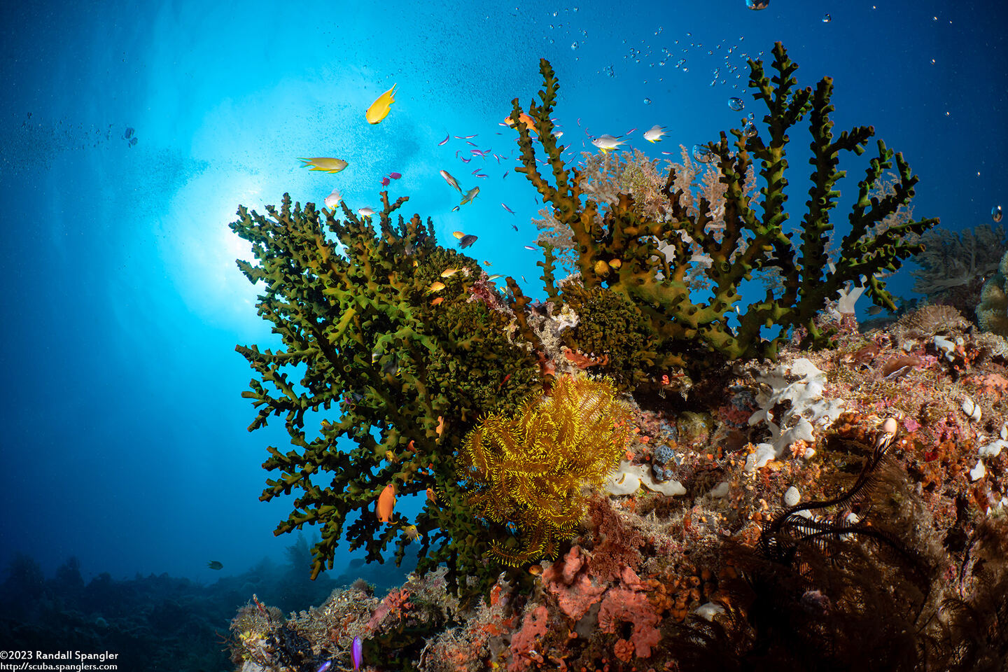 Tubastraea micranthus (Black Sun Coral)
