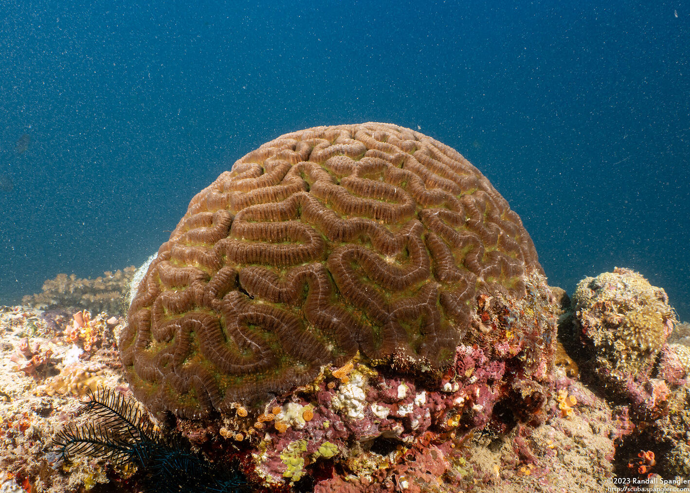 Lobophyllia radians (Lobophyllia Radians)