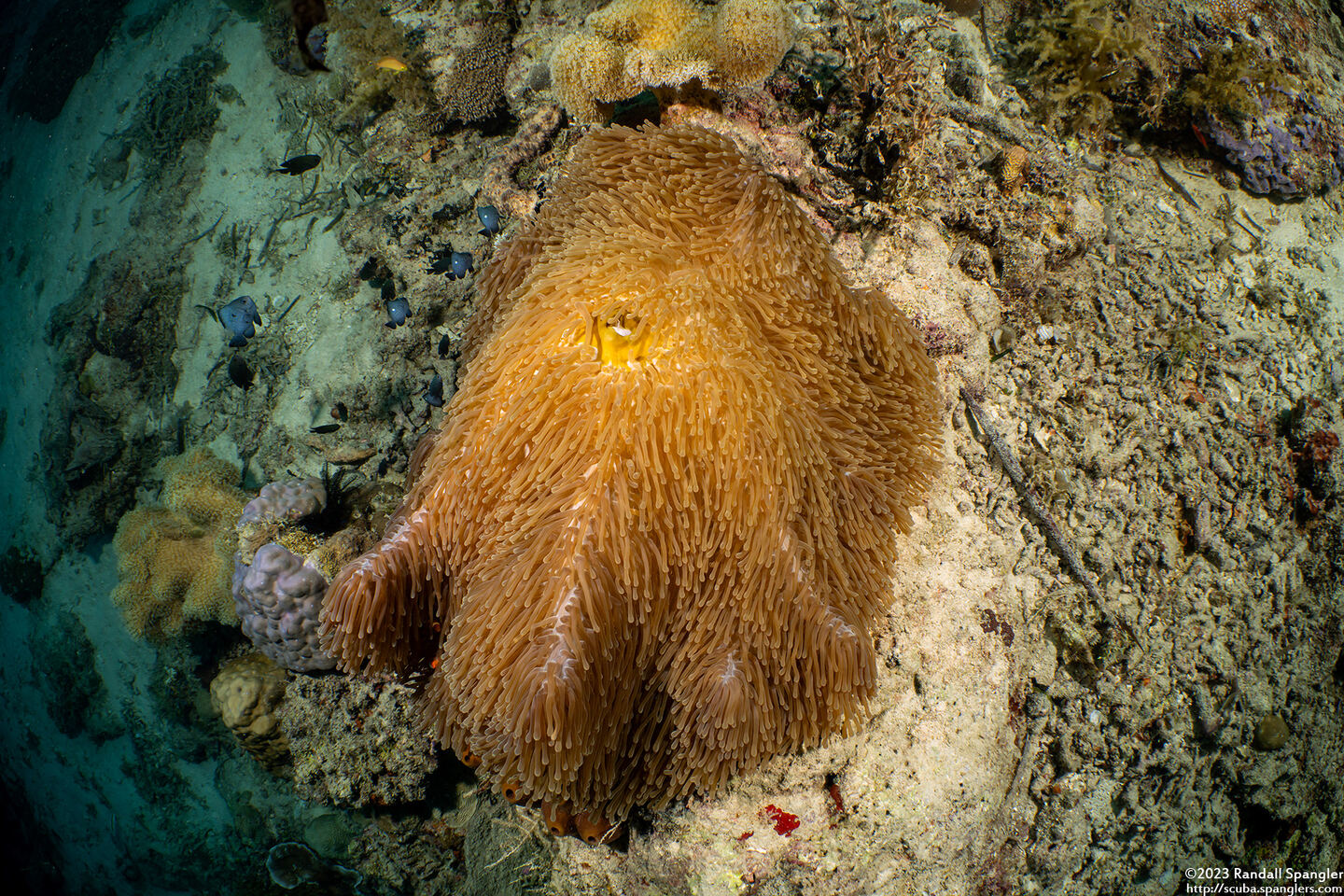 Heteractis magnifica (Magnificent Sea Anemone)
