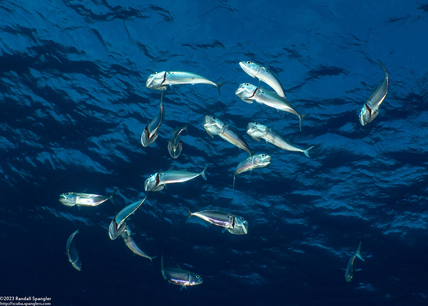 Rastrelliger kanagurta (Long-Jawed Mackerel)