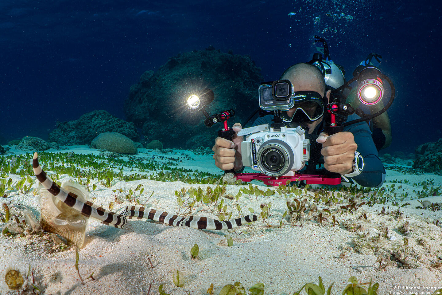 Myrichthys colubrinus (Harlequin Snake Eel)