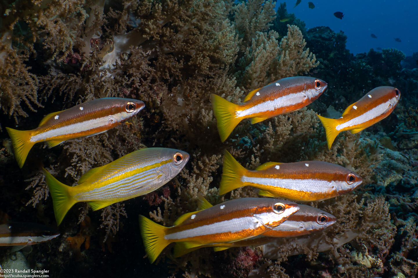 Lutjanus biguttatus (Twospot Snapper)