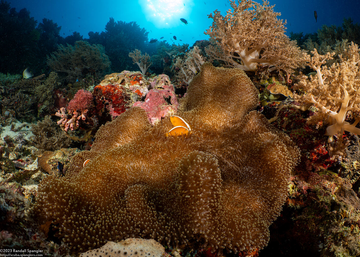 Stichodactyla mertensii (Merten's Carpet Anemone)
