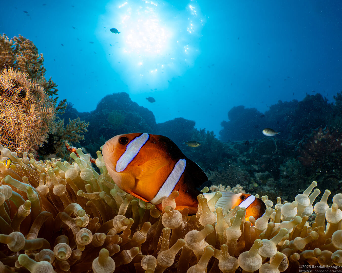 Amphiprion clarkii (Clark's Anemonefish)