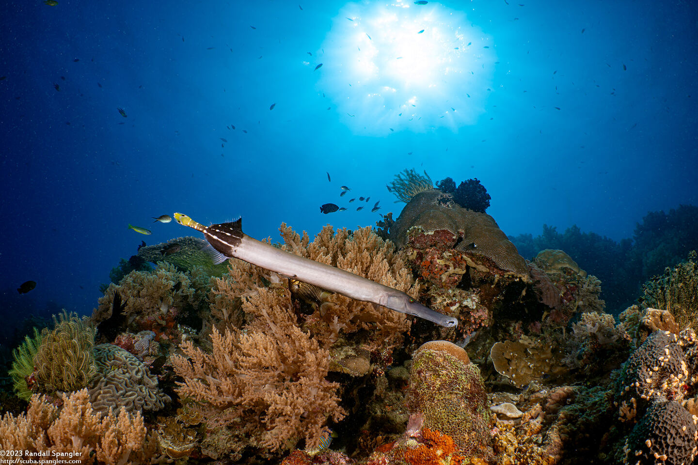 Aulostomus chinensis (Trumpetfish)