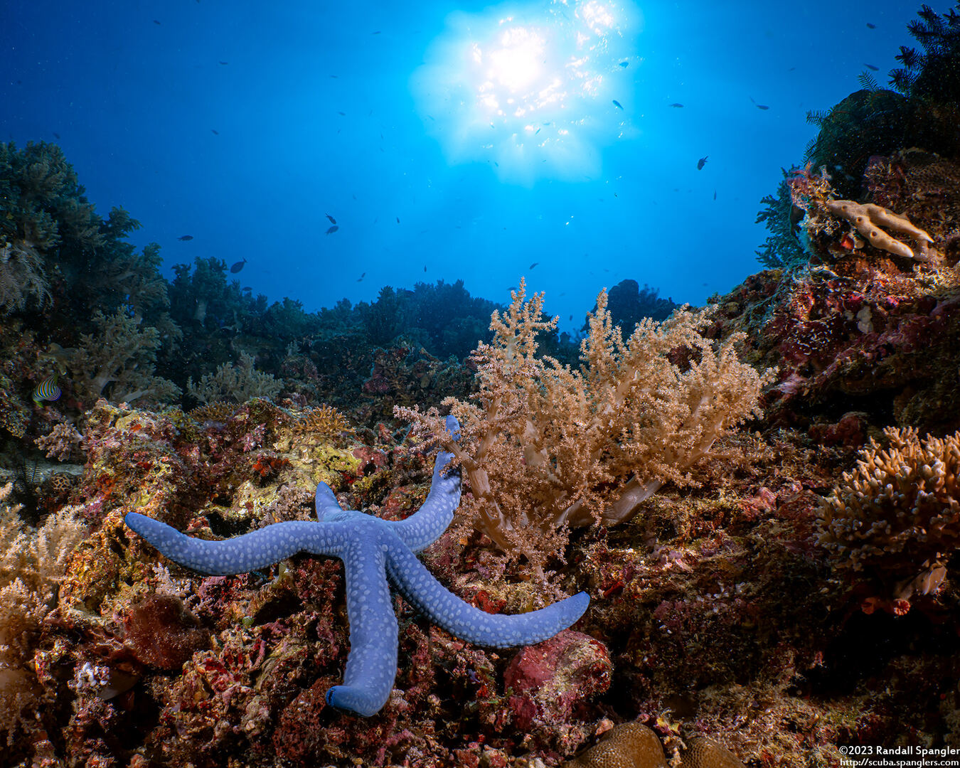 Linckia laevigata (Blue Sea Star)