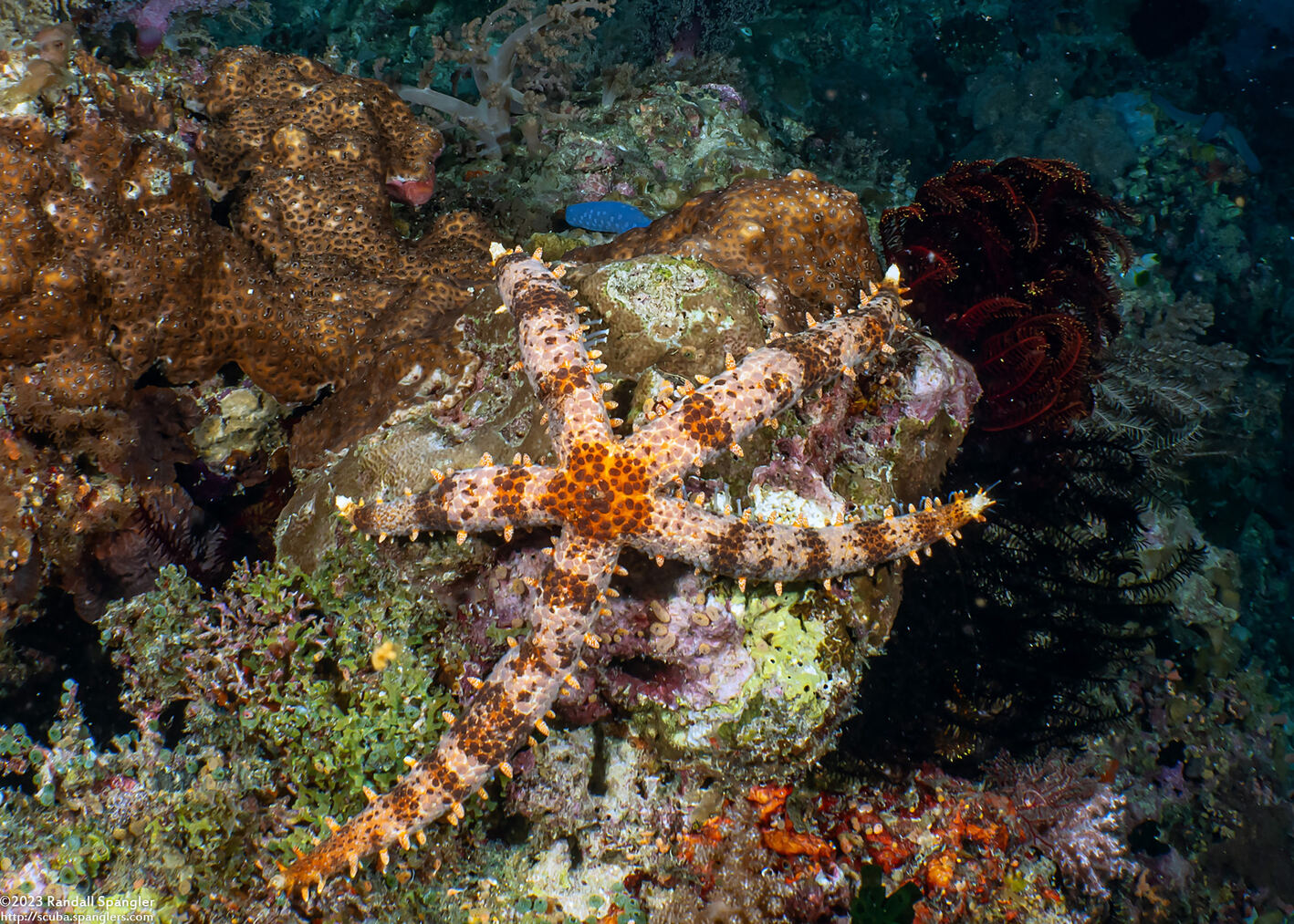 Mithrodia clavigera (Old Club Sea Star)