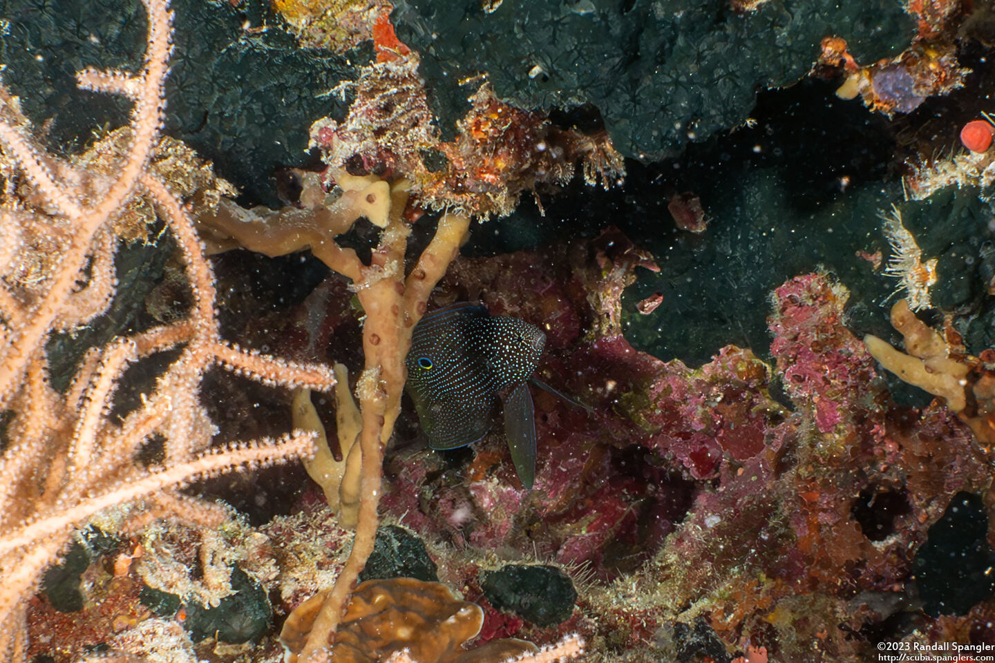 Calloplesiops altivelis (Comet Longfin)