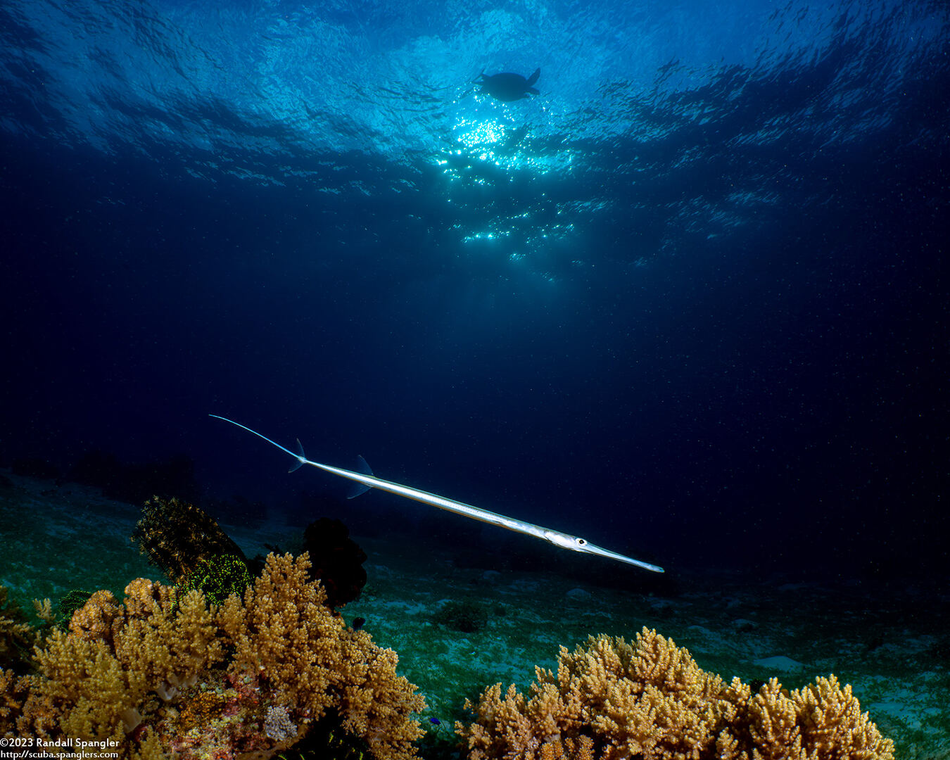 Fistularia commersonii (Bluespotted Cornetfish)