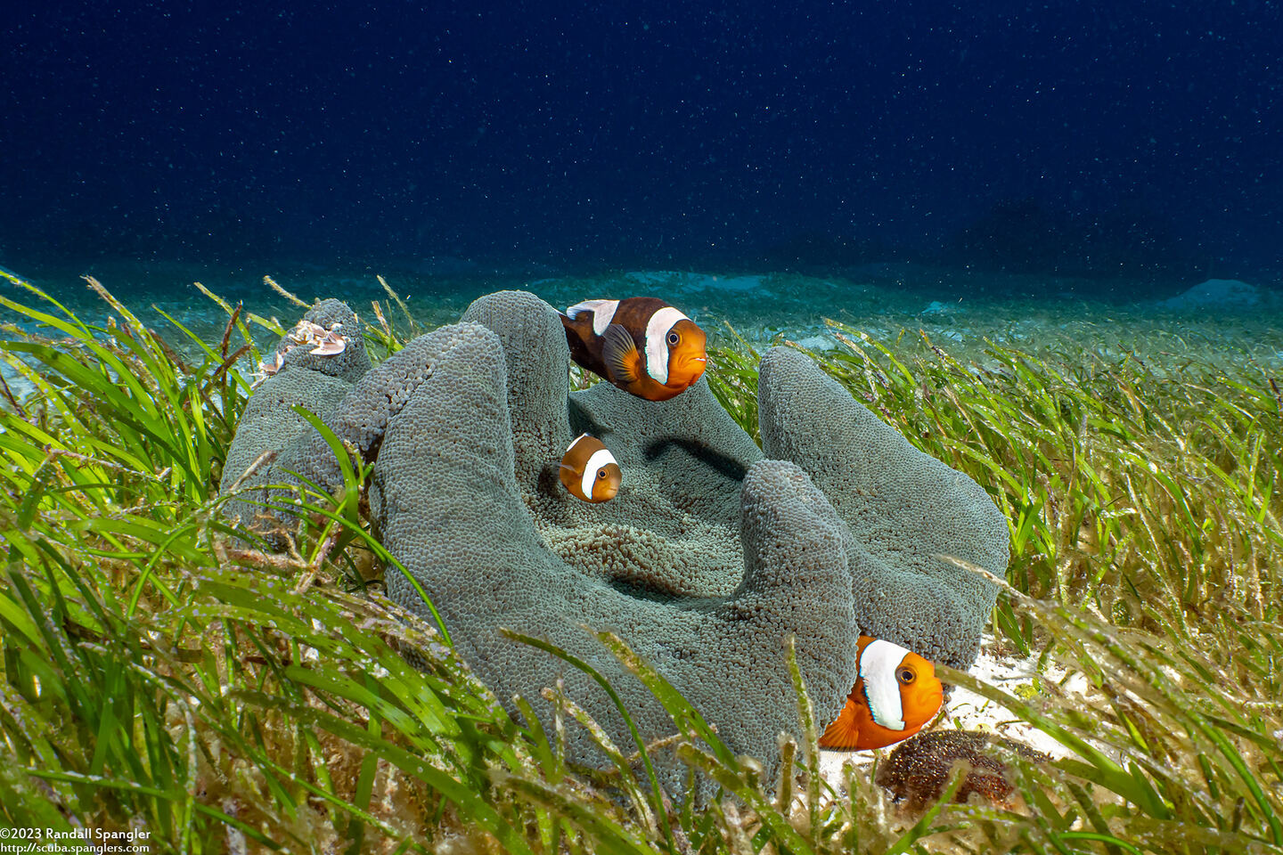 Amphiprion polymnus (Saddleback Anemonefish)