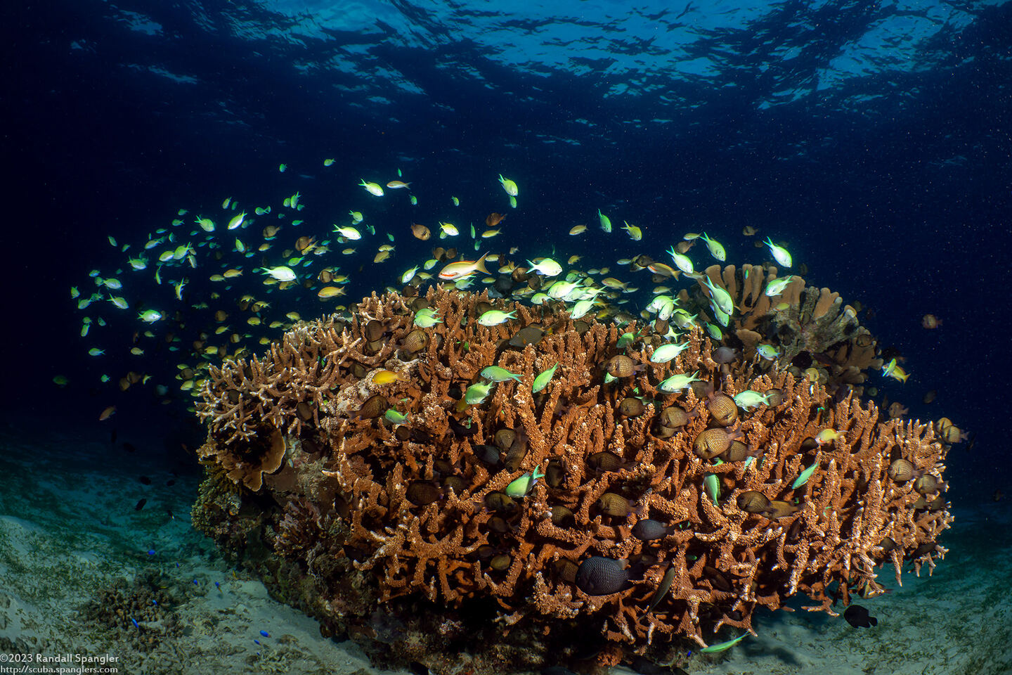 Acropora grandis (Great Staghorn Coral)