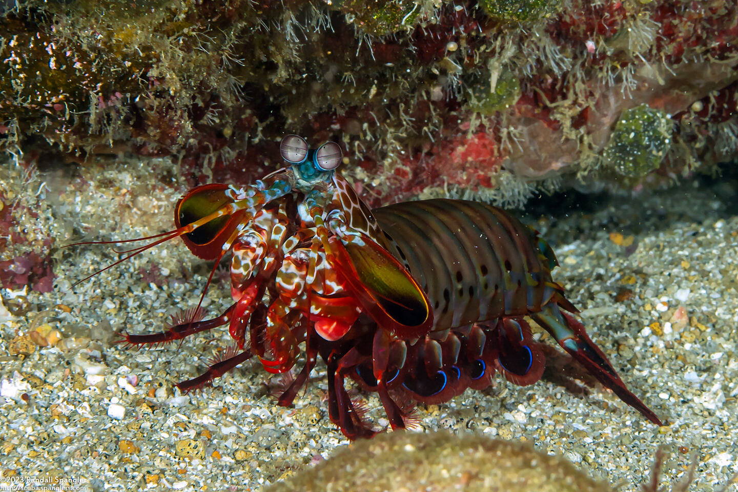 Odontodactylus scyllarus (Peacock Mantis Shrimp)