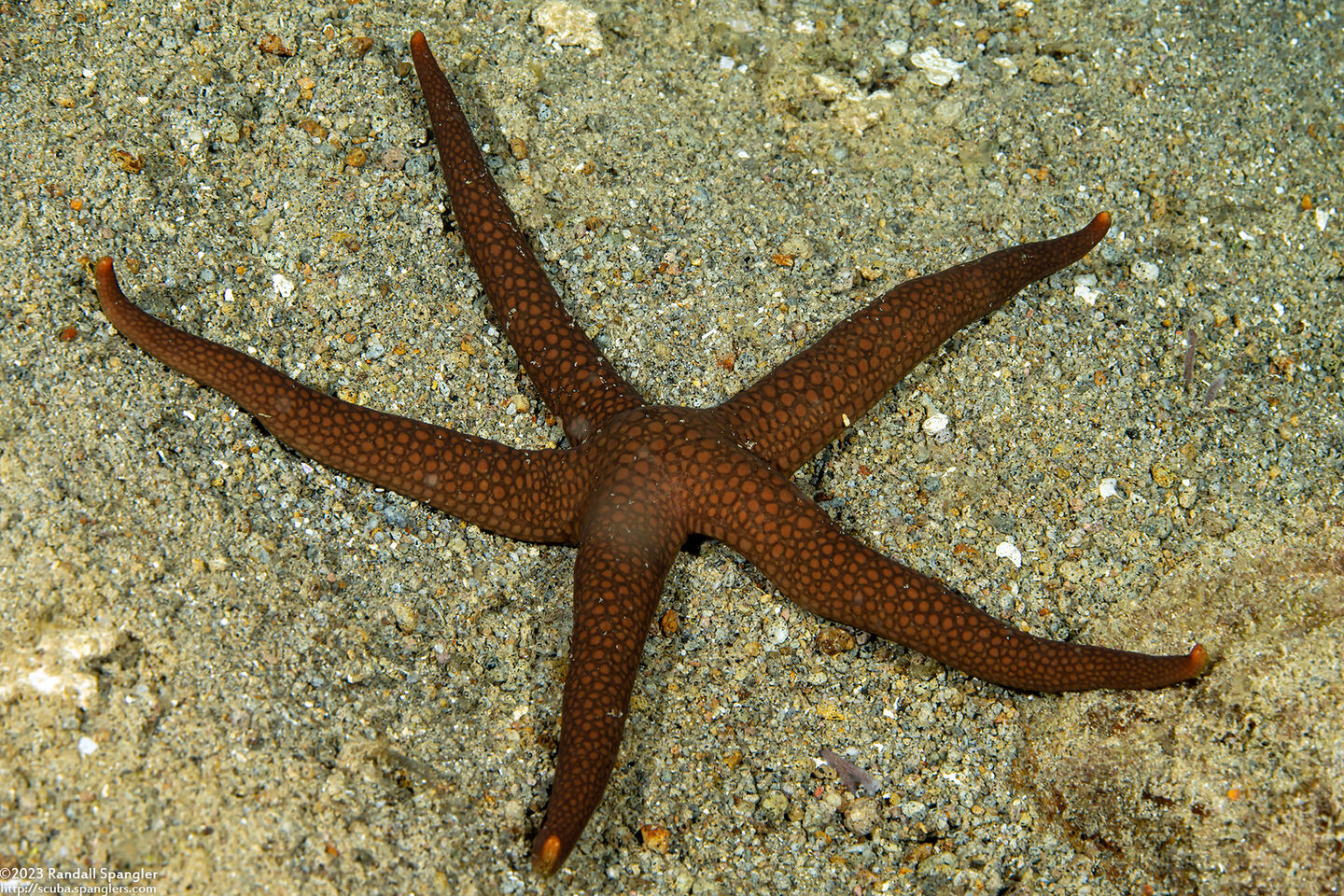 Nardoa galatheae (Brown Mesh Sea Star)