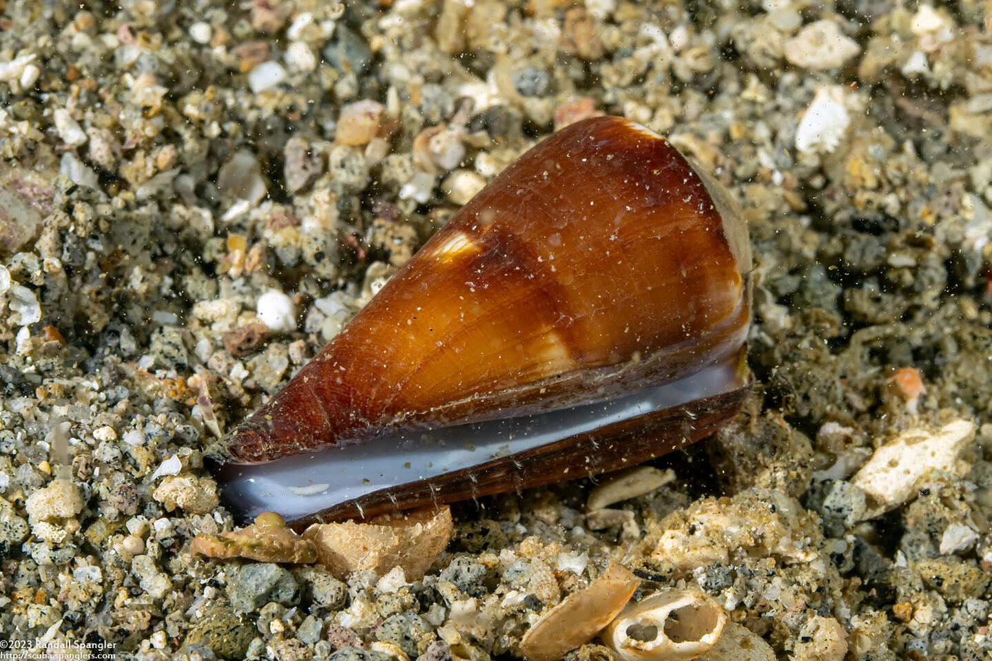 Conus virgo (Virgin Cone)