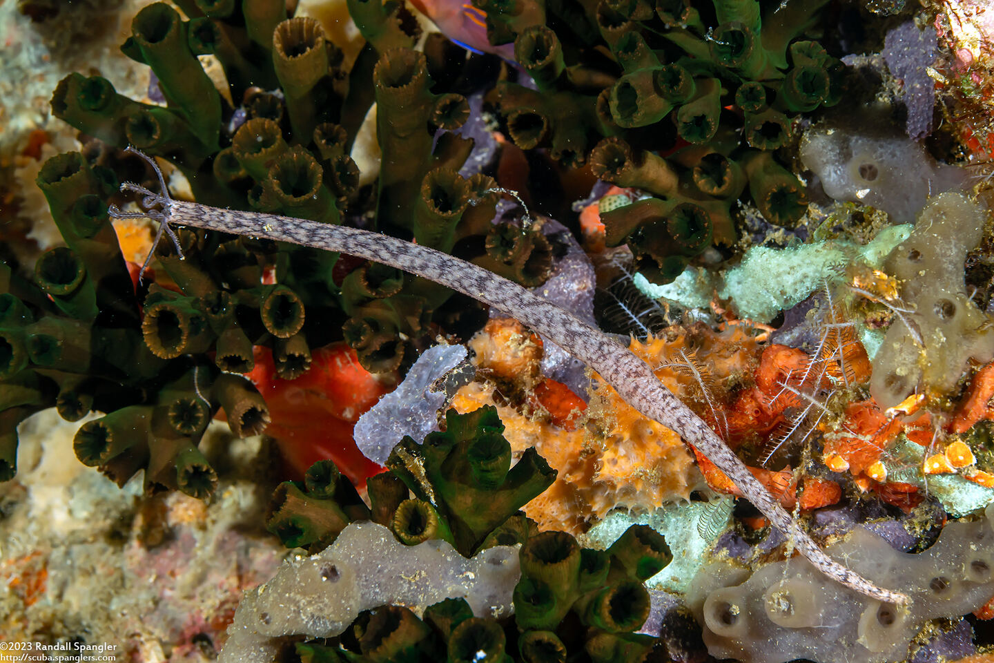 Synaptula sp.4 (Synaptula sp.4)