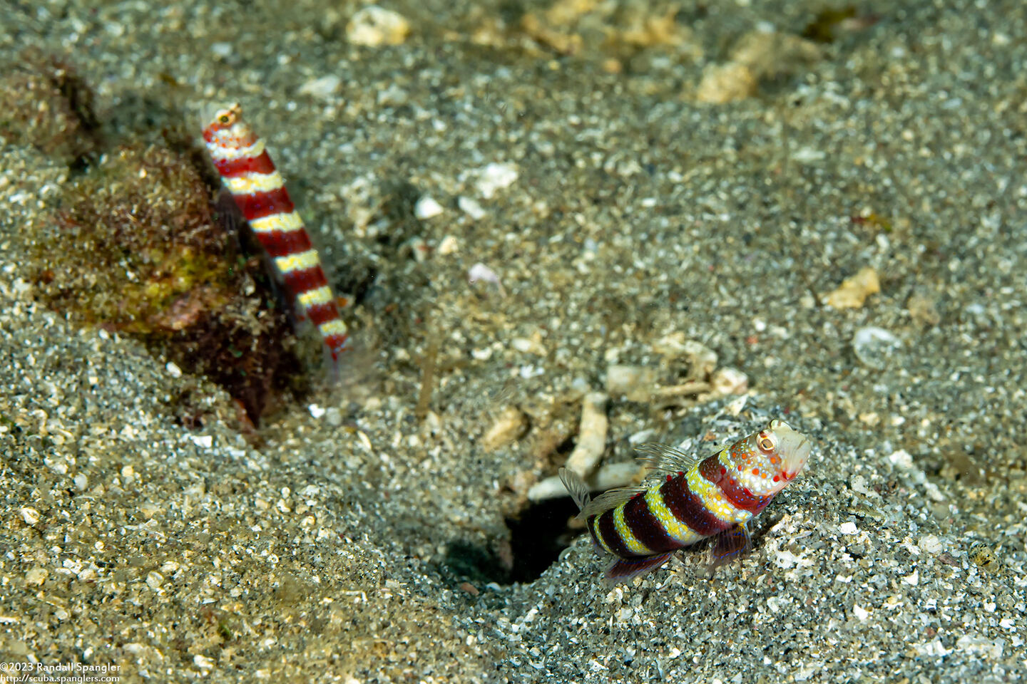 Amblyeleotris wheeleri (Gorgeous Shrimpgoby)