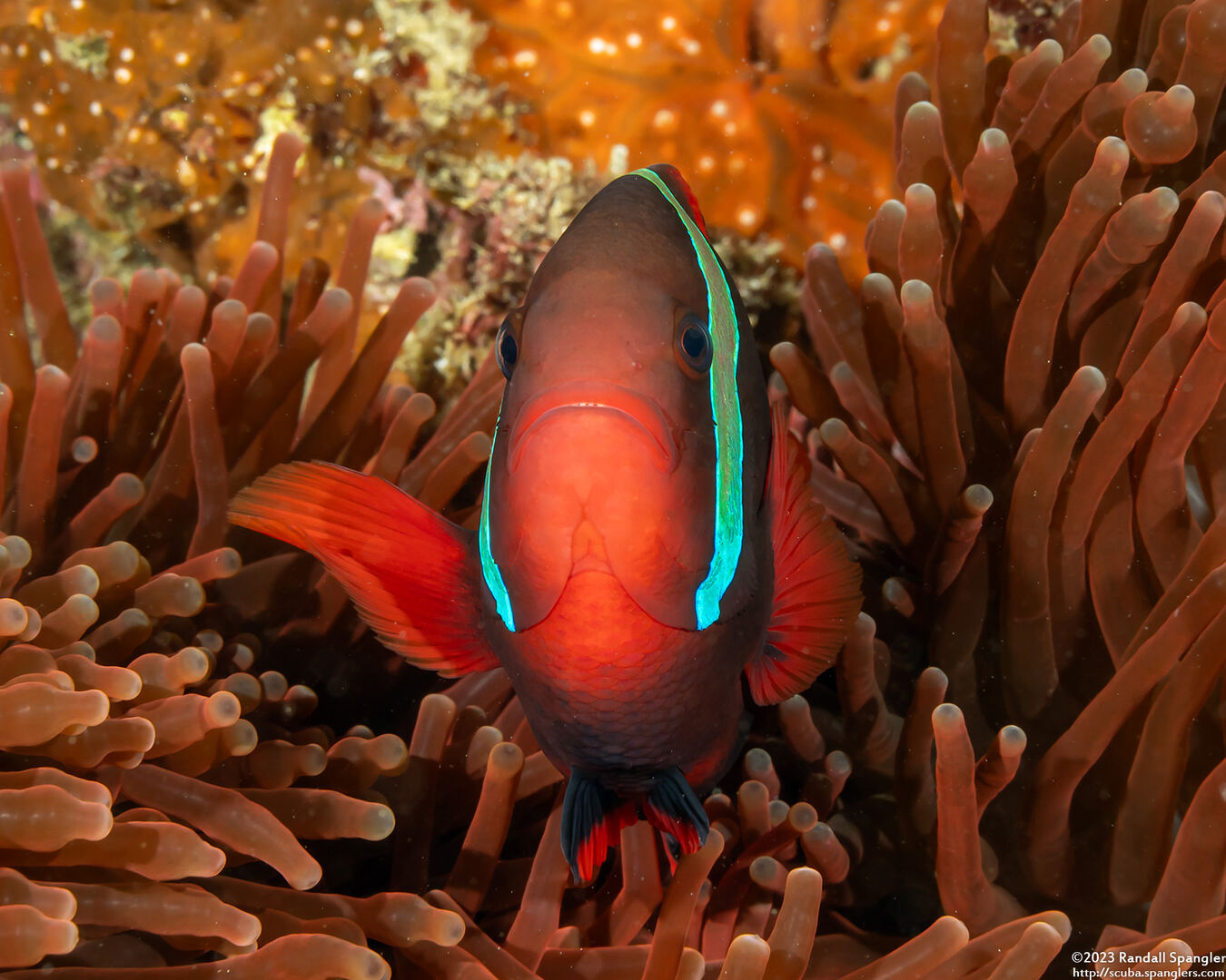 Amphiprion frenatus (Tomato Anemonefish)