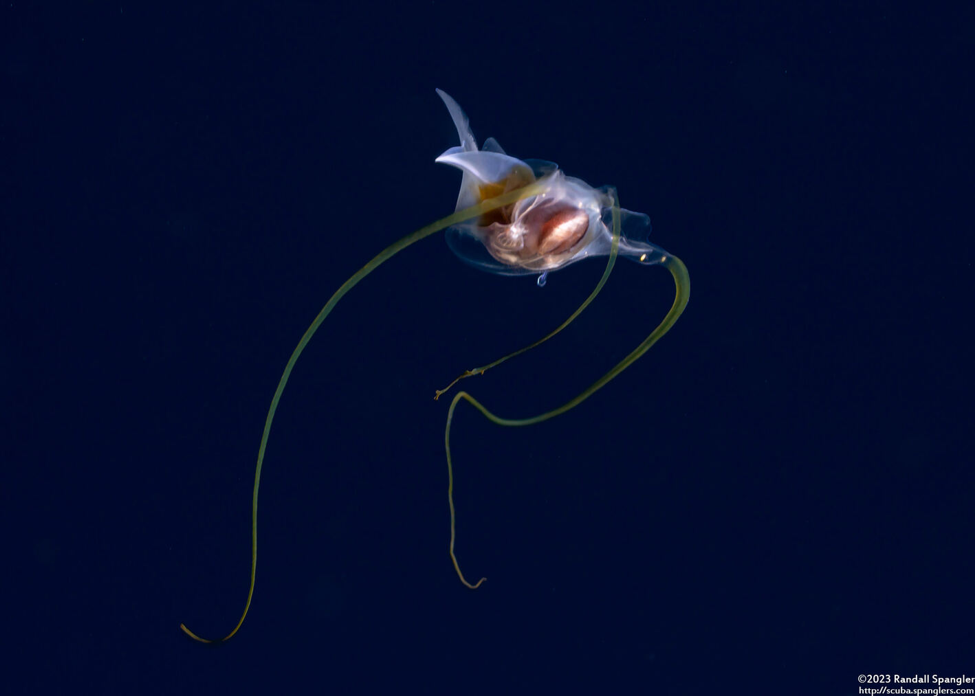 Cavolinia tridentata (Pteropod)