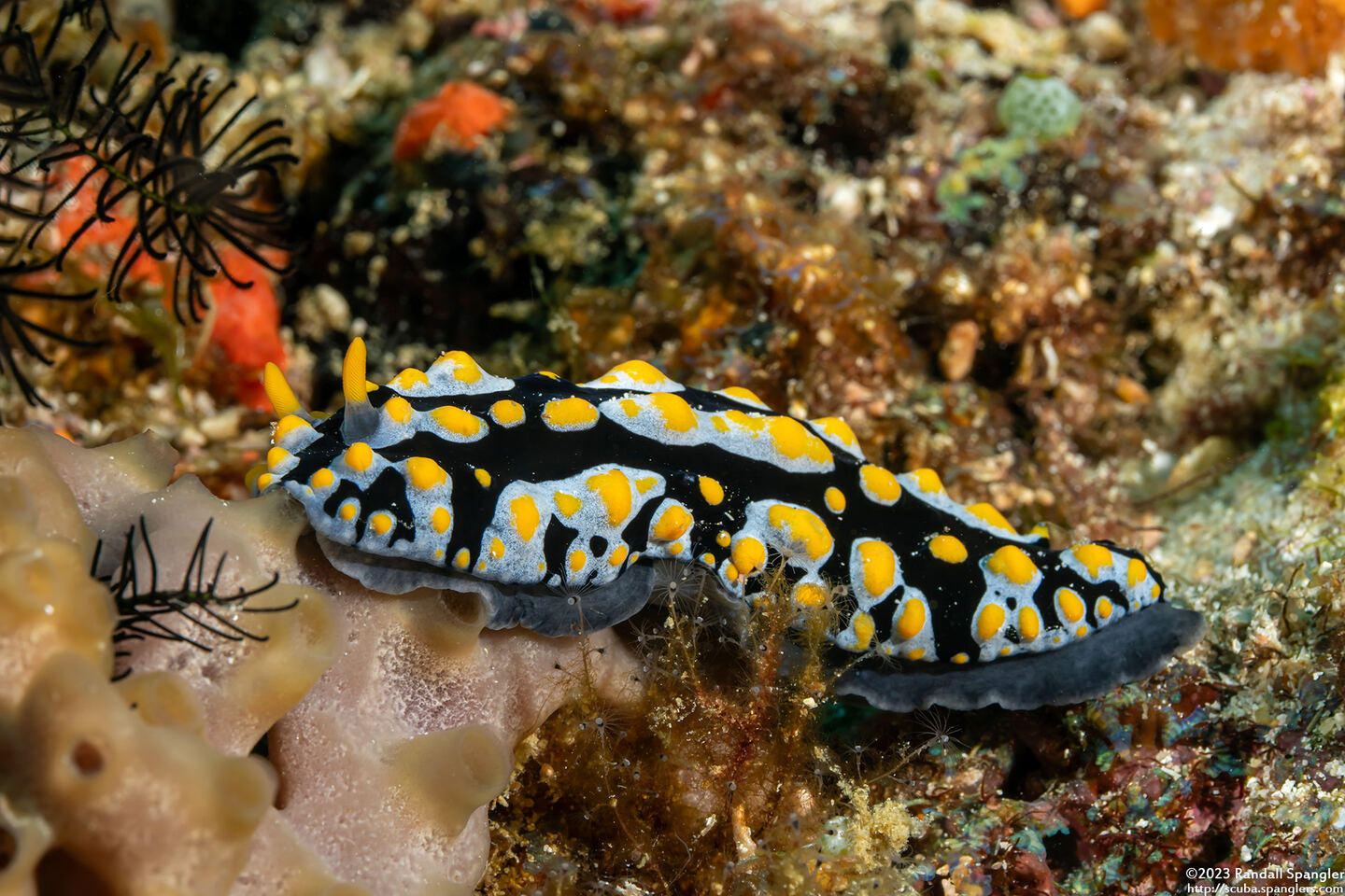 Phyllidia varicosa (Varicose Phyllidia)