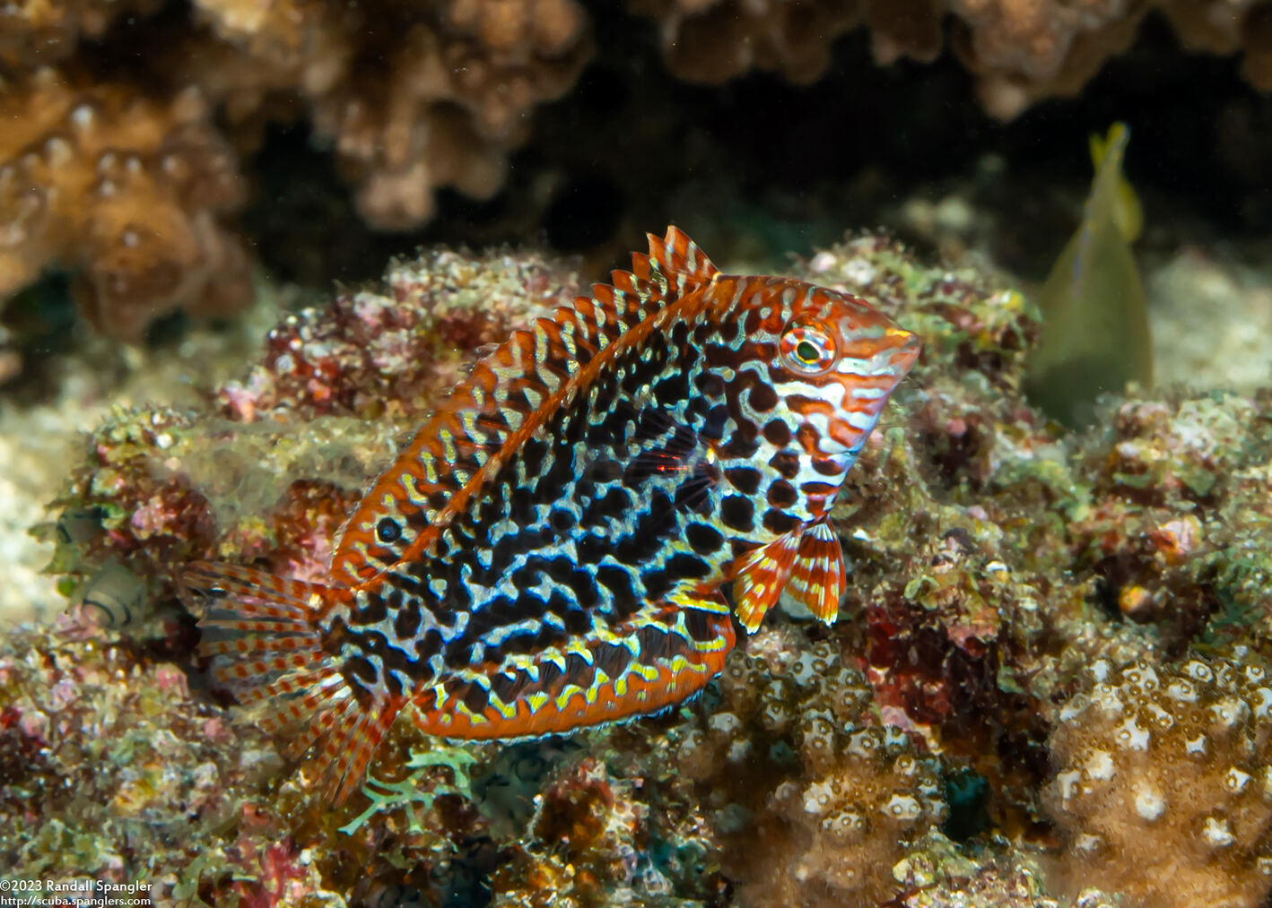 Macropharyngodon meleagris (Leopard Wrasse)