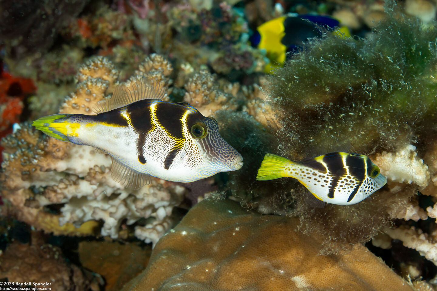 Paraluteres prionurus (Mimic Filefish)