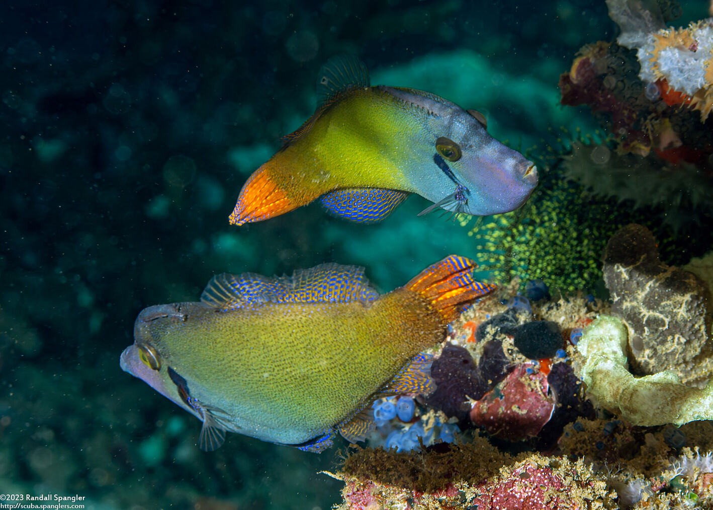 Pervagor janthinosoma (Blackbar Filefish)