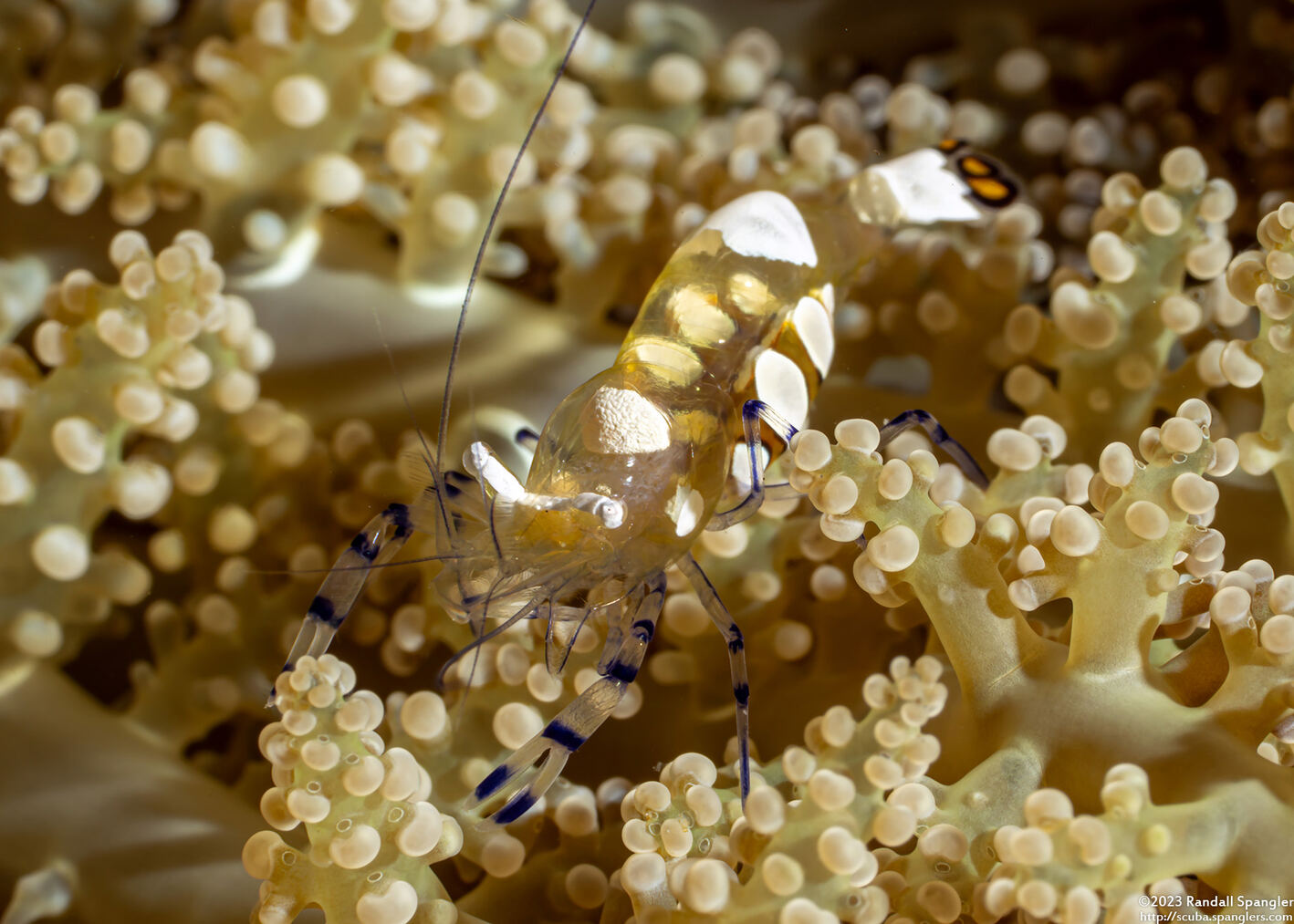 Ancylocaris brevicarpalis (Peacock-Tail Anemone Shrimp)