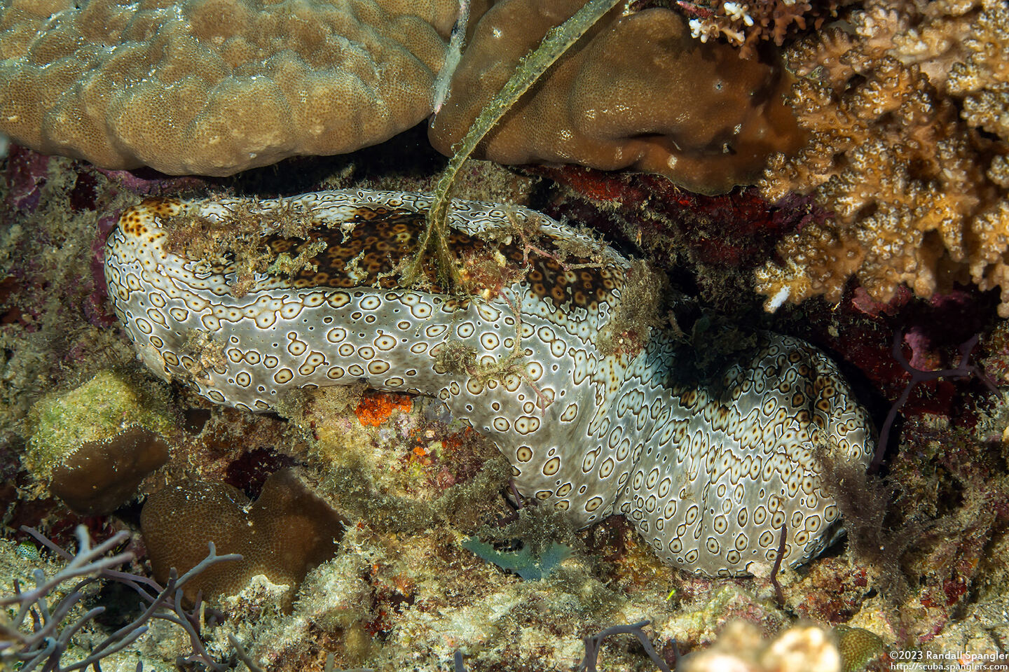 Bohadschia argus (Argus Sea Cucumber)
