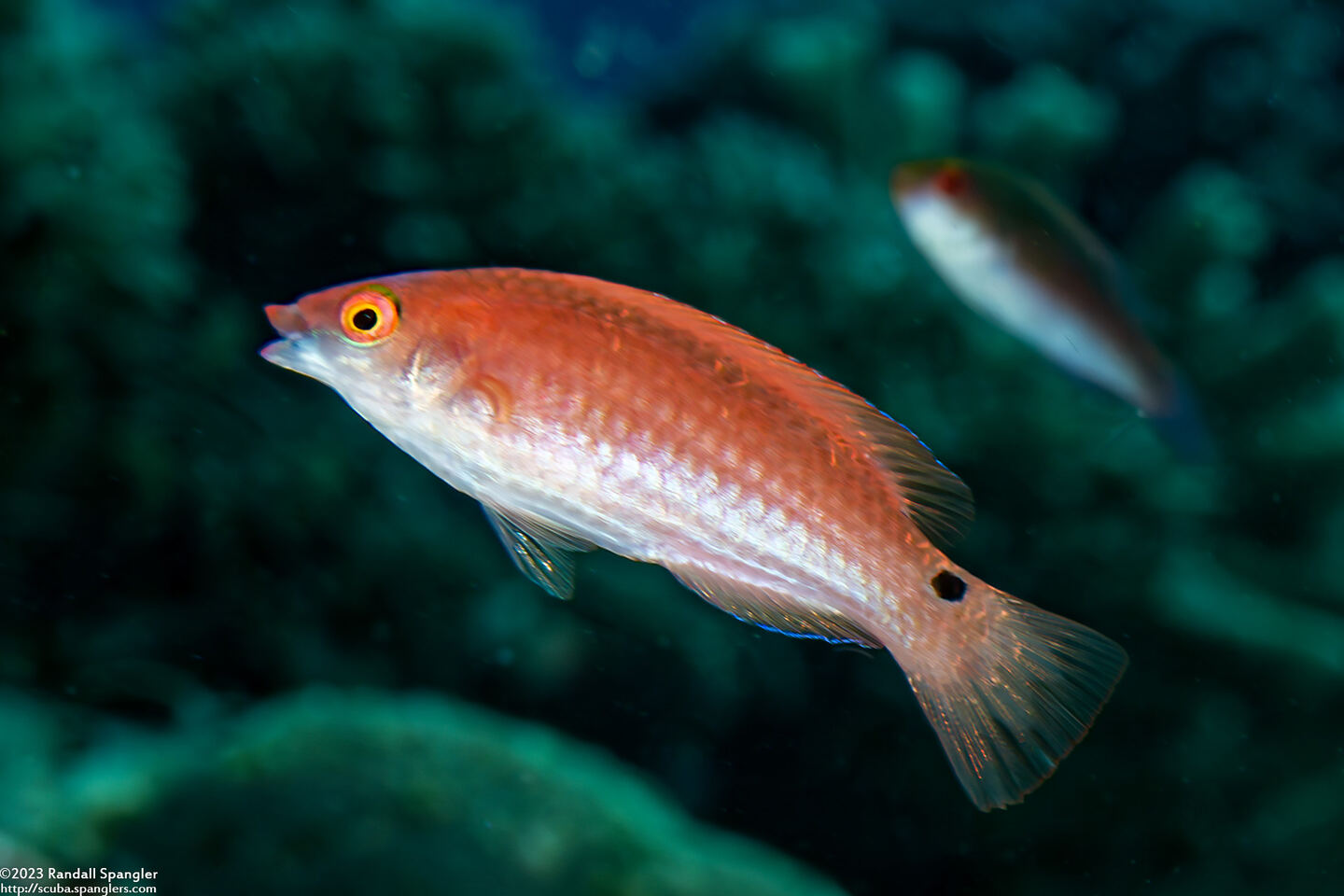 Cirrhilabrus lubbocki (Yellowback Fairy Wrasse)