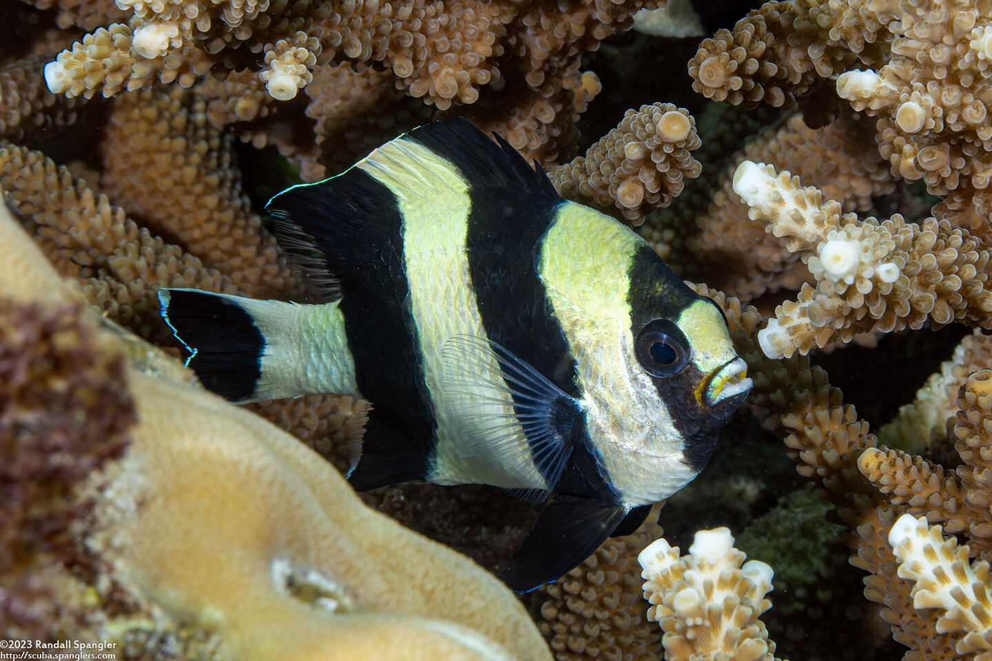 Dascyllus melanurus (Blacktail Dascyllus)