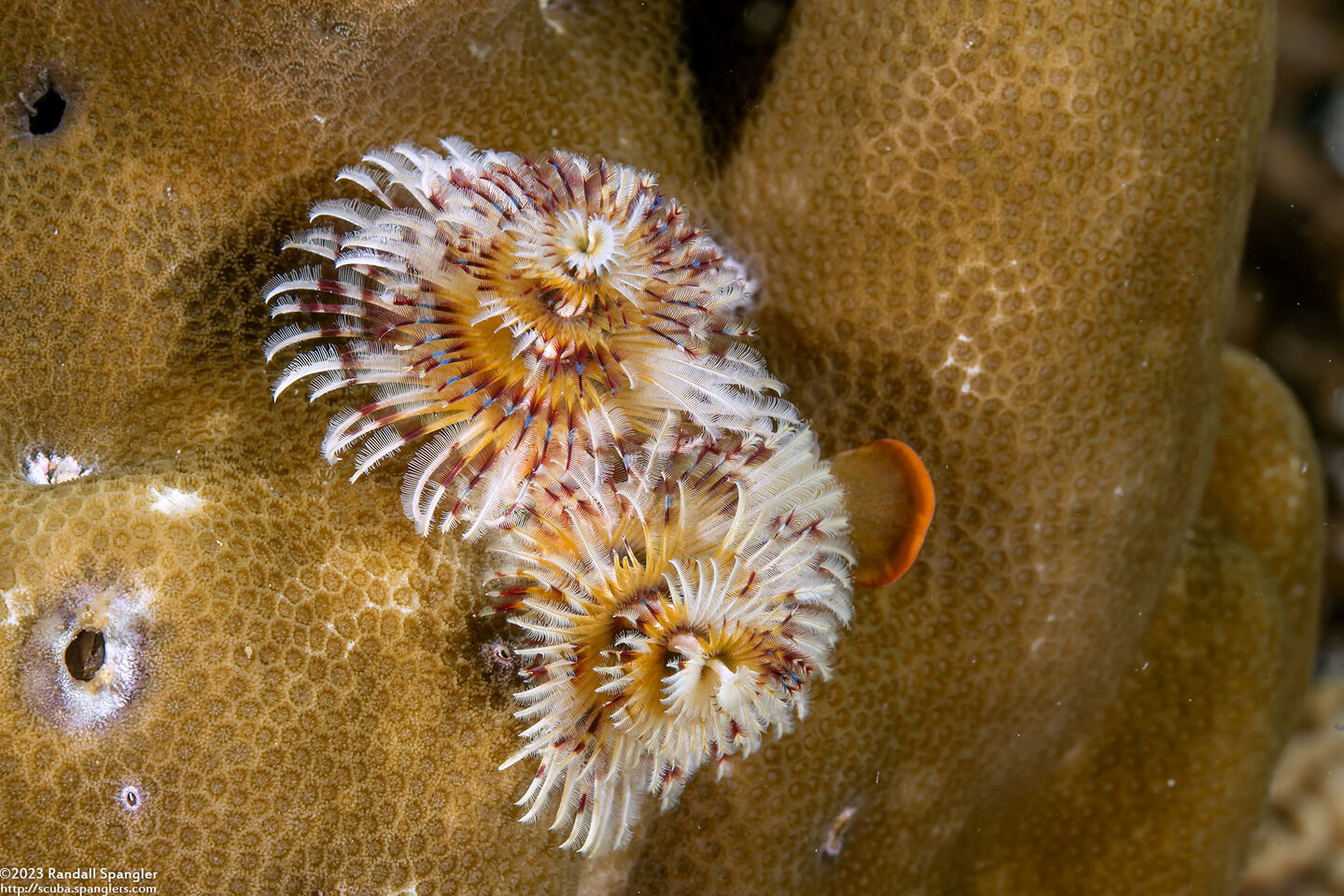 Spirobranchus sp.1 (Christmas Tree Worm)