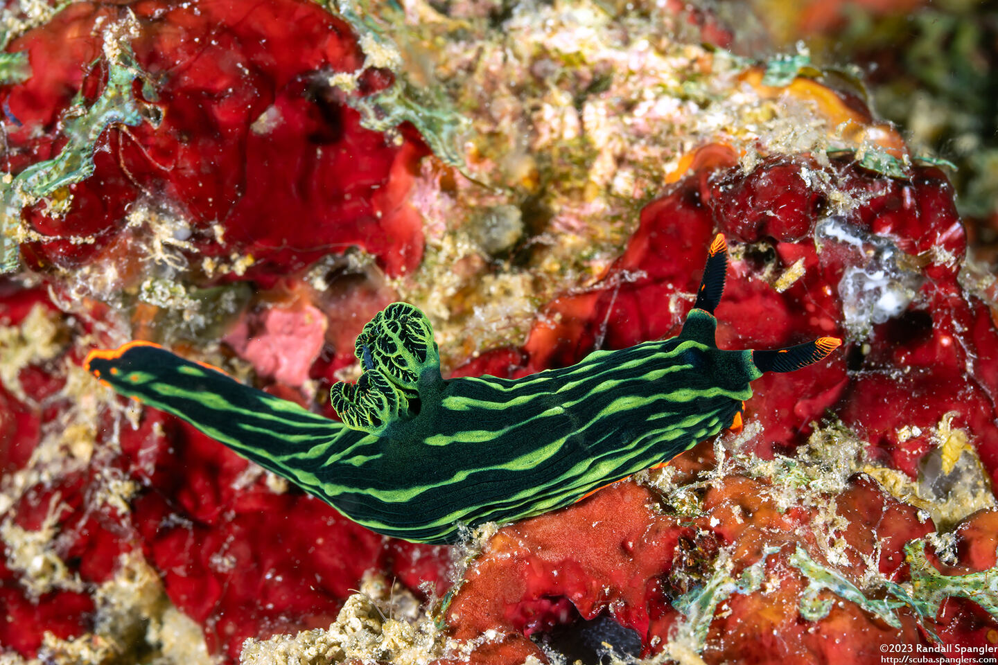 Nembrotha kubaryana (Kubaryana's Nembrotha)