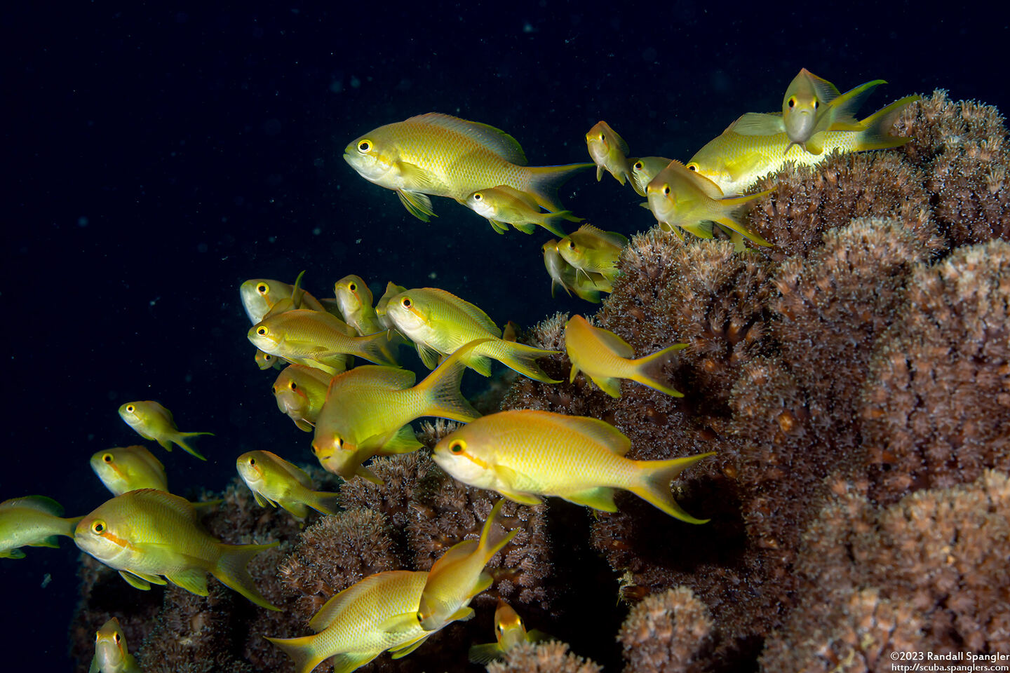Pseudanthias huchtii (Threadfin Anthias)