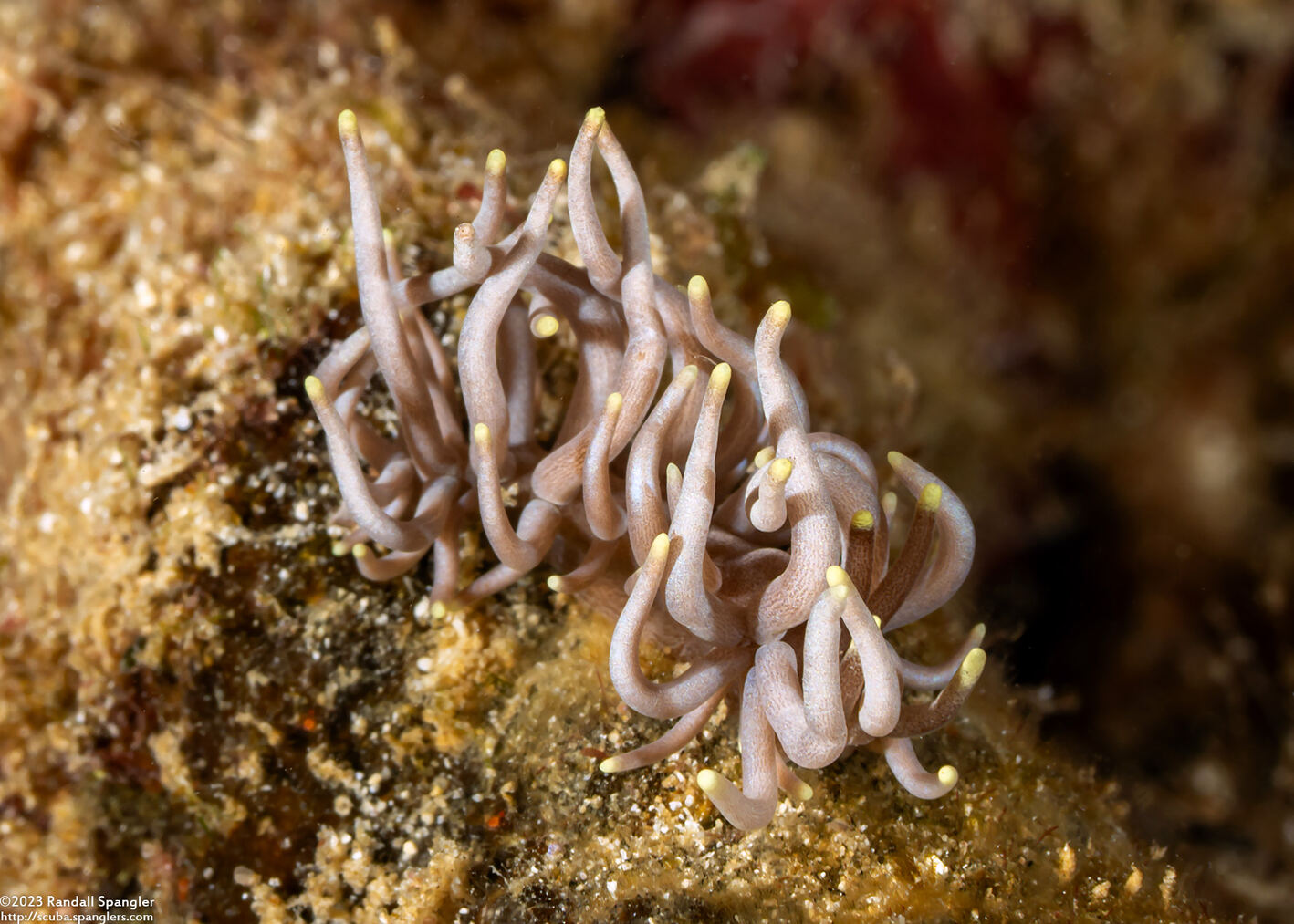 Phyllodesmium briareum (Yellow-Tipped Phyllodesmium)