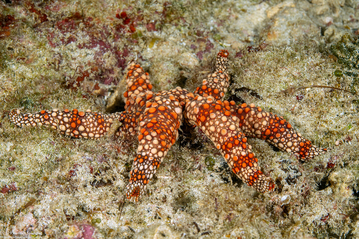 Nardoa frianti (Friant's Sea Star)