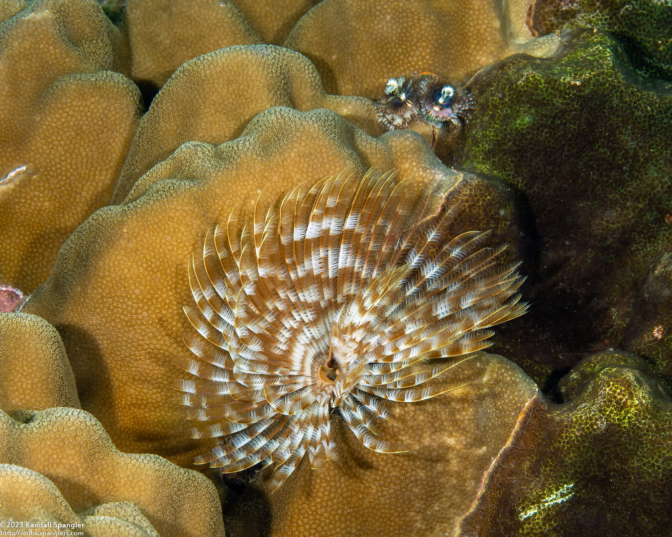 Sabellastarte spectabilis (Common Feather Duster Worm)