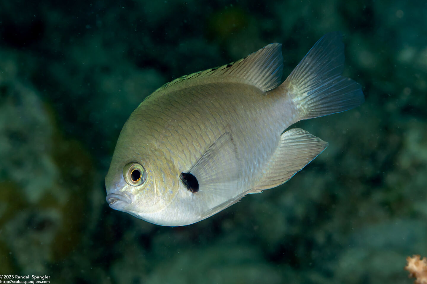 Pomacentrus alexanderae (Alexander's Damselfish)