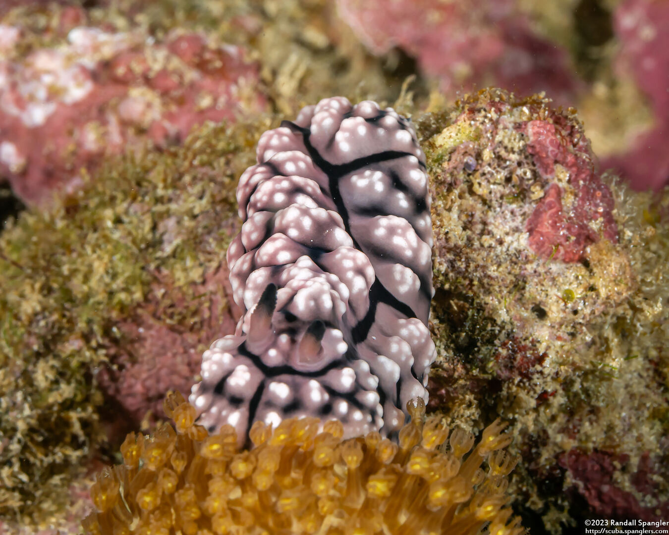 Phyllidiopsis fissurata (Phyllidiopsis Fissurata)