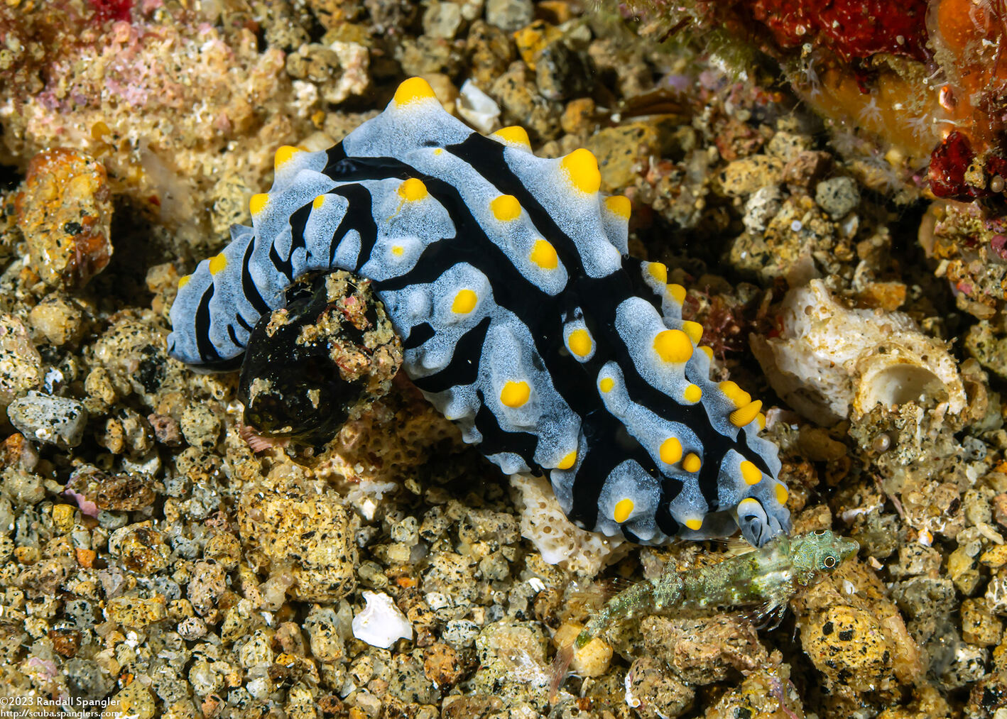 Phyllidia varicosa (Varicose Phyllidia)