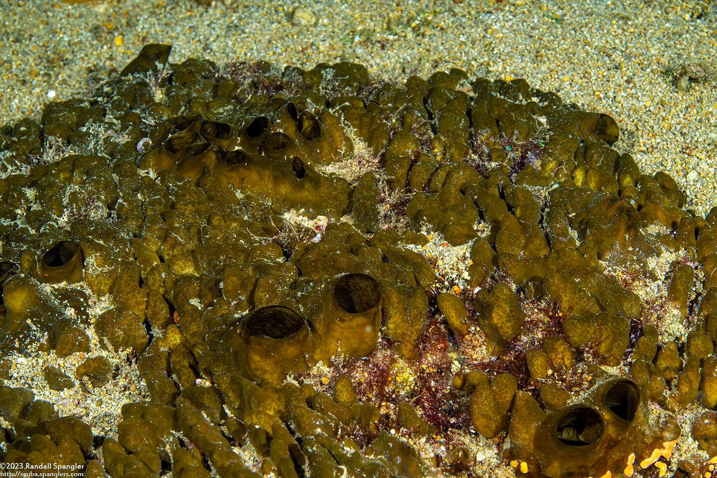 Spheciospongia vagabunda (Vagabond Boring Sponge)