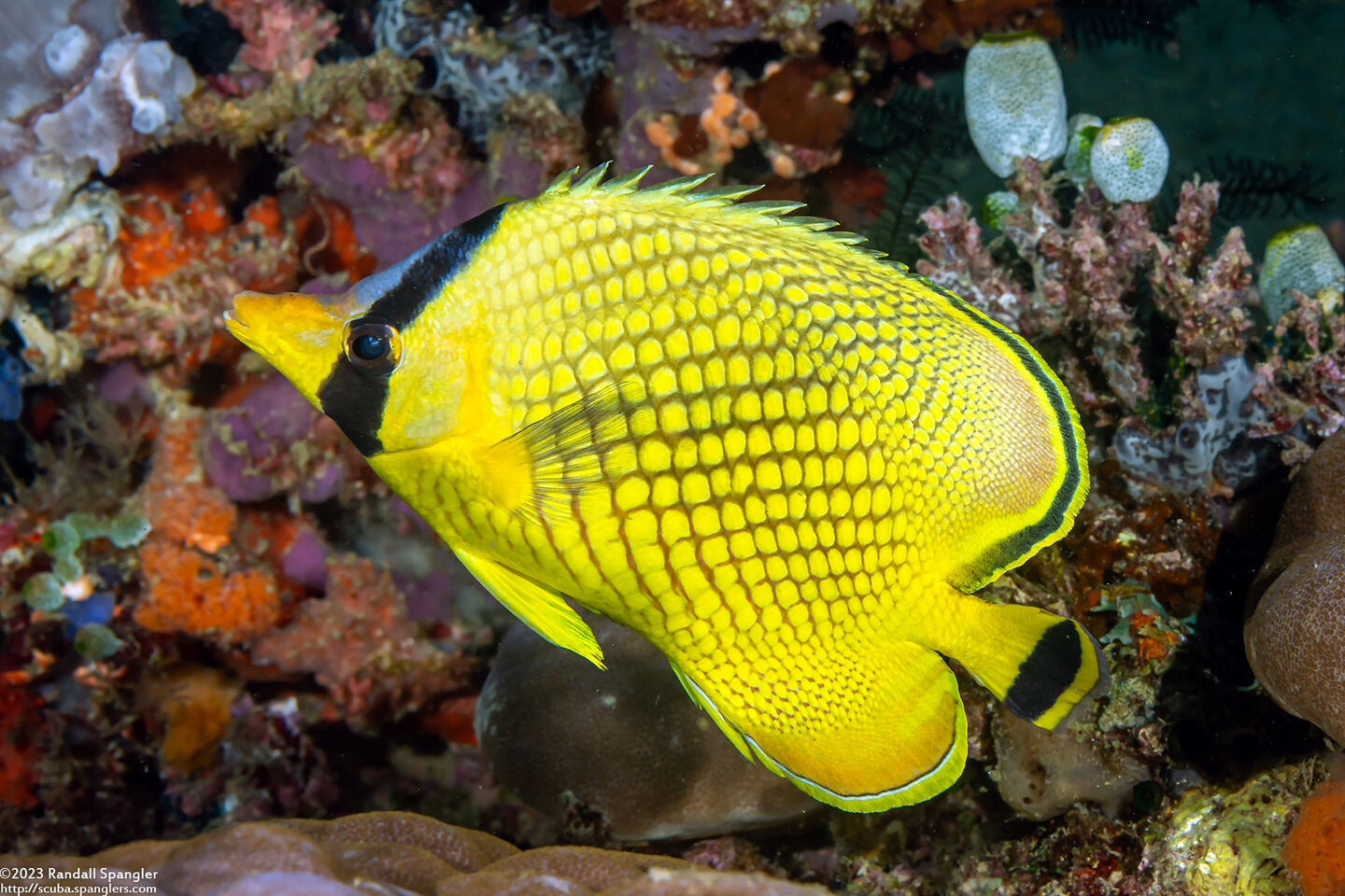 Chaetodon rafflesii (Latticed Butterflyfish)