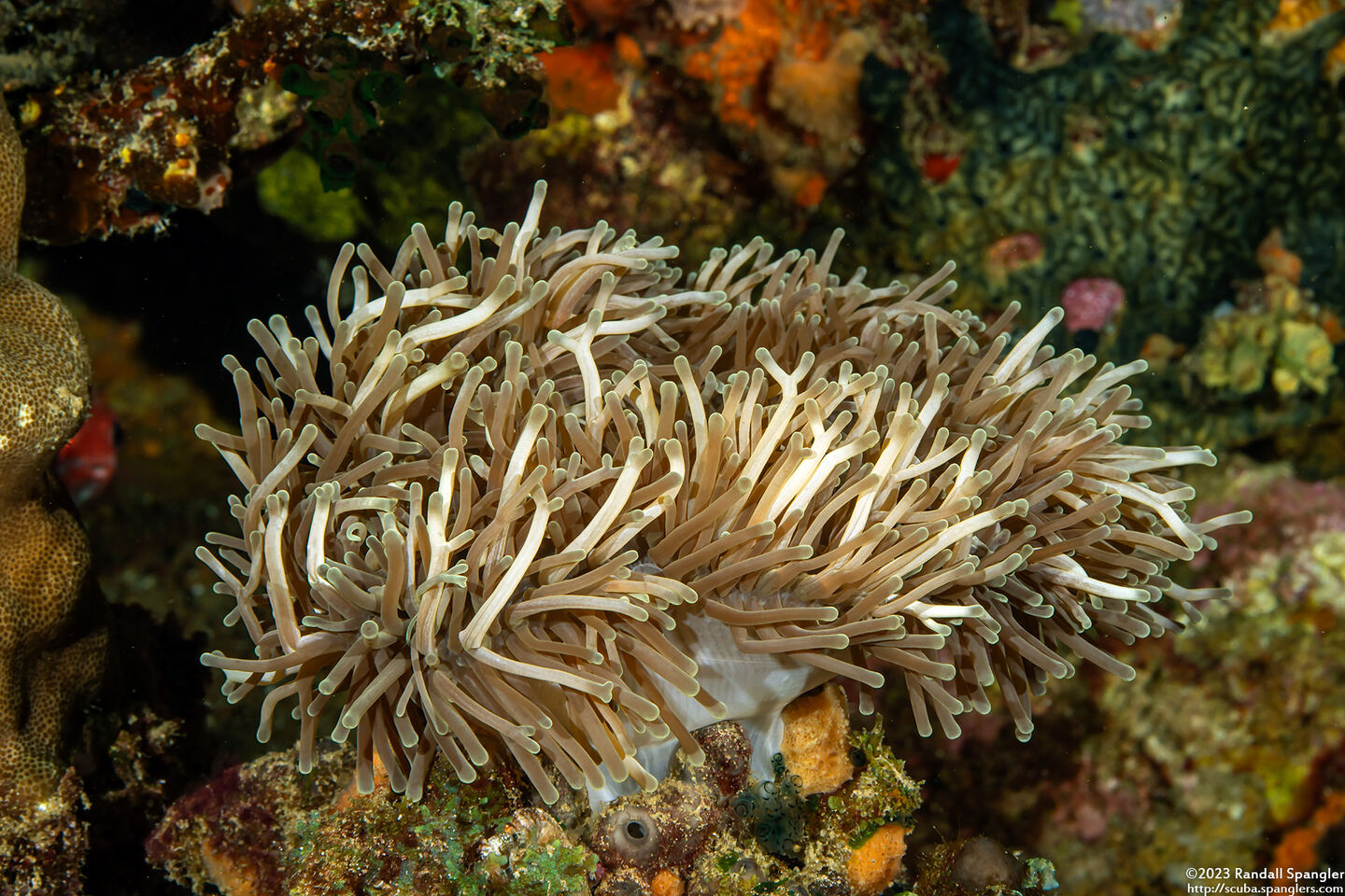 Heteractis magnifica (Magnificent Sea Anemone)