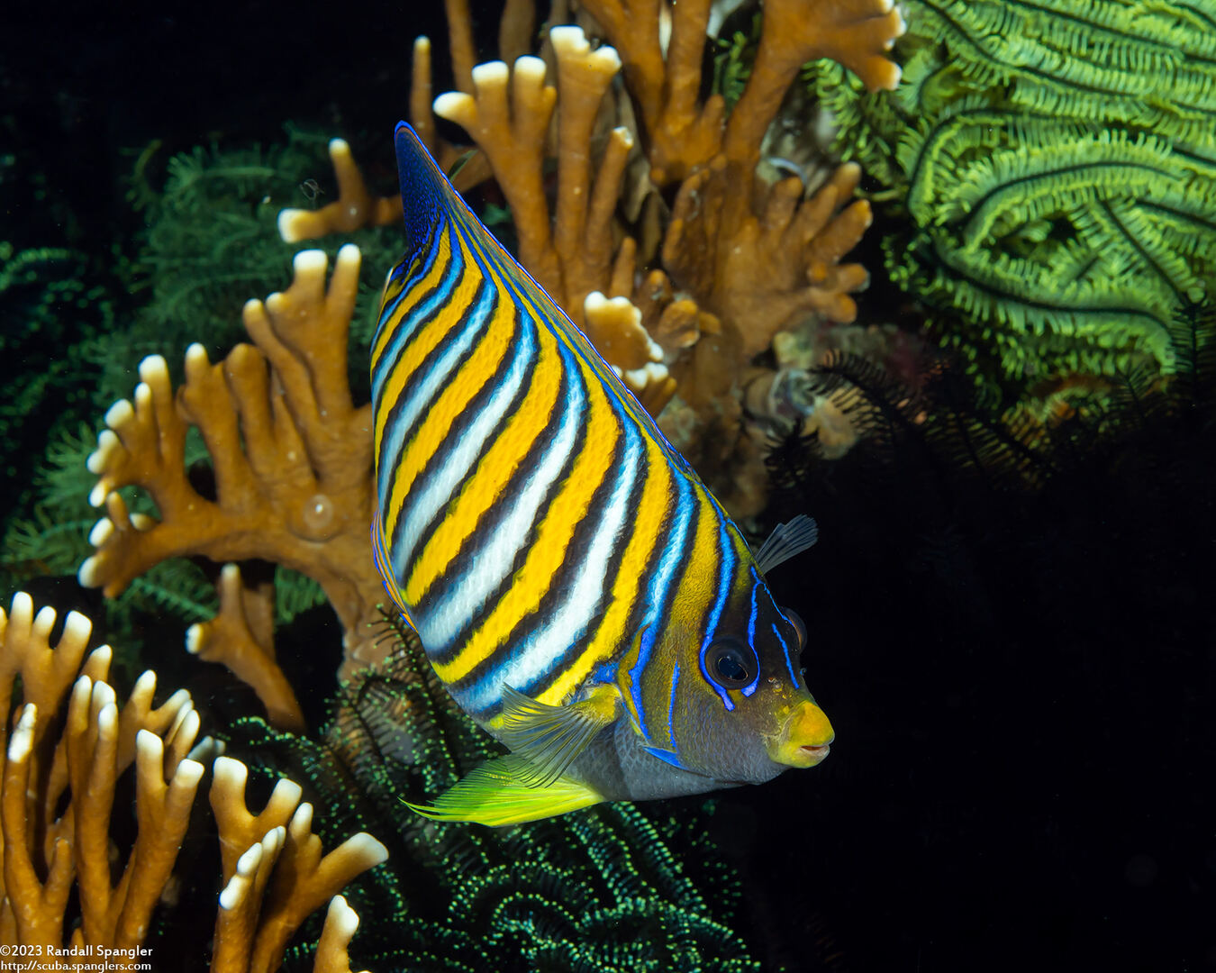 Pygoplites diacanthus (Regal Angelfish)